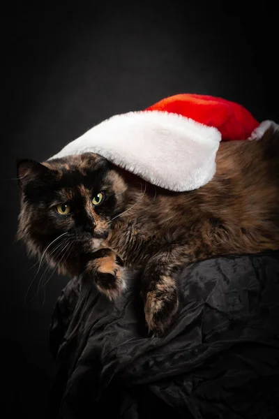 Hnědá Želvashell Maine Mýval Kočka Černém Plátně Černém Pozadí Novém — Stock fotografie