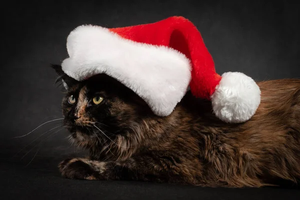 Tortoiseshell Maine Coon Kat Zwarte Doek Zwarte Achtergrond Nieuwjaar Rood — Stockfoto