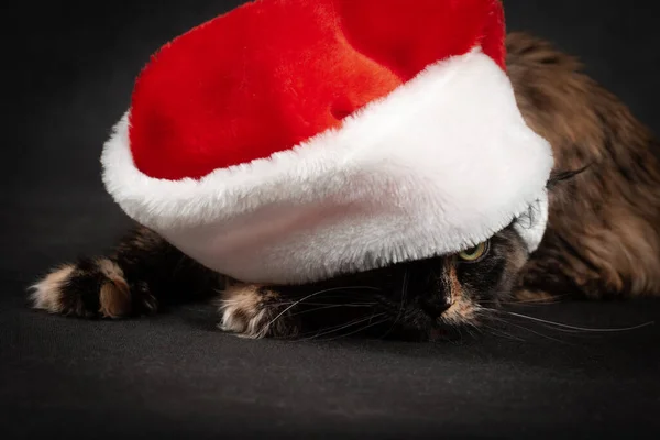 Sköldpadda Maine Coon Katt Svart Duk Svart Bakgrund Peeps Från — Stockfoto