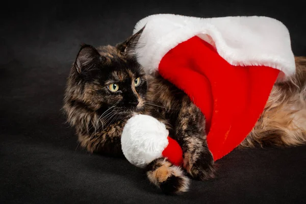 图片说明 在室内放着红红的圣诞圣诞圣诞大礼帽的红毛猴毛猫躺在黑色的背景上 拍着马龙的照片 — 图库照片