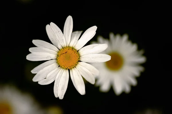 Vit Tusensköna Blomma Svart Bakgrund — Stockfoto