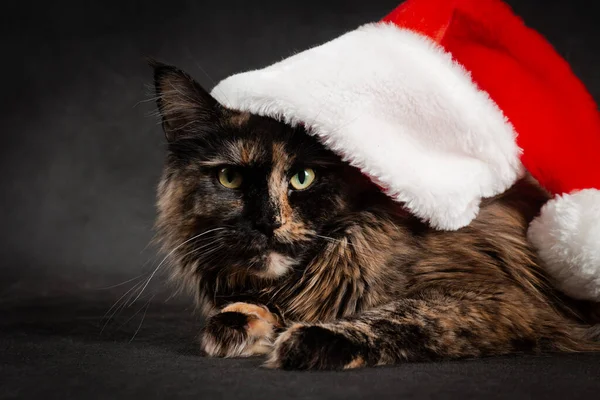 图片说明 画室里穿着黑色底色衣服 头戴红色圣诞白色圣诞圣诞礼帽 头戴马尾辫的红毛猫 — 图库照片