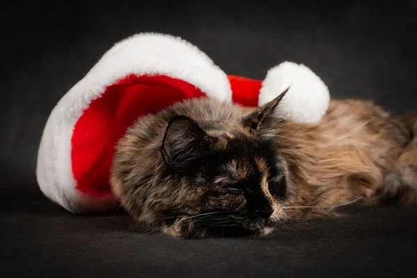 Tortoiseshell Maine Coon Chat Sur Fond Noir Dormir Sous Nouvel — Photo