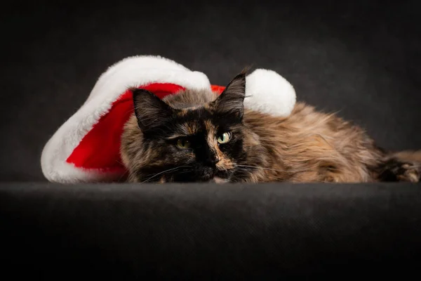在黑色背景的黑色布上 在室内的画室里 挂上红白圣诞圣诞礼帽 拍下马尾辫猫的照片 — 图库照片