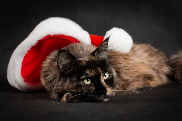 Tortoiseshell Maine Mýval Kočka Ležící Černém Pozadí Unavený Nového Roku — Stock fotografie