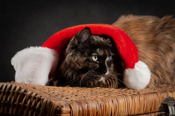 Želva Maine Mýval Kočka Černém Pozadí Sobě Nový Rok Červená — Stock fotografie
