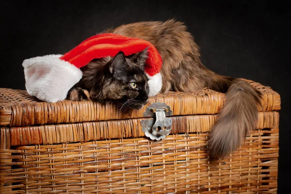 Želva Maine Mýval Kočka Černém Pozadí Ležící Pod Novým Rokem — Stock fotografie