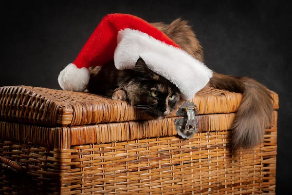 Tortoiseshell Maine Coon Cat Black Background Sitting Wearing New Year — Zdjęcie stockowe