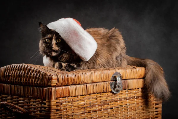 Tortoiseshell Maine Coon Cat Black Background Wearing New Year Red — Zdjęcie stockowe