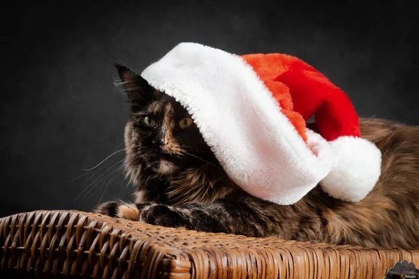 Tortoiseshell Maine Coon Cat Black Background Wearing New Year Red — Zdjęcie stockowe