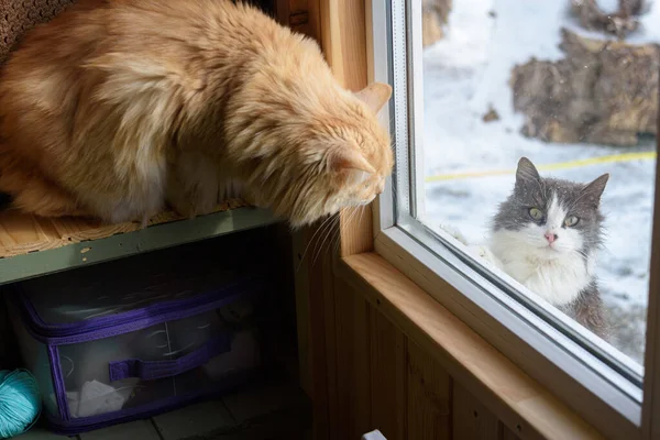 Herrelös Katt Tittar Från Gatan Genom Fönstret Huset Inhemsk Katt — Stockfoto