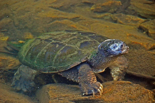 Tortuga Grande Que Fusiona Del Agua Lago Carpa Parque Provincial —  Fotos de Stock