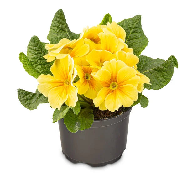 Flores Amarelas Vaso Isolado Fundo Branco — Fotografia de Stock