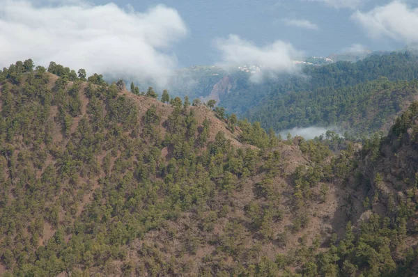 Forest Canary Island Tall Pinus Canariensis Kulle Det Palma Kanarieöarna — Stockfoto