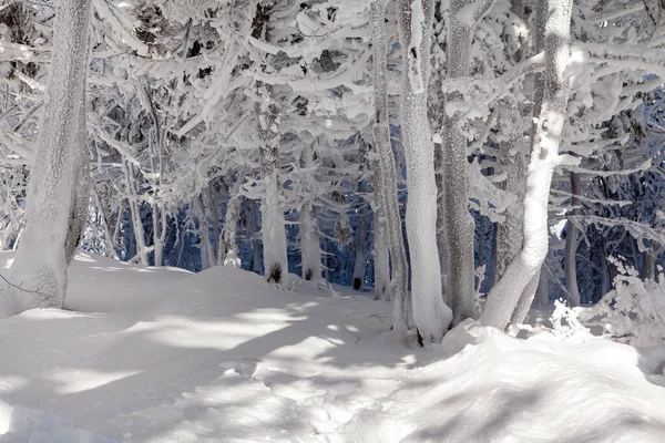 Eine Verschneite Landschaft Tschechische Republik Pustevny Beskiden Hochwertiges Foto — Stockfoto