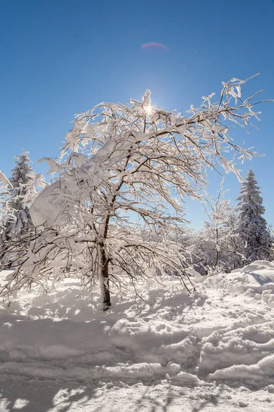 Снежный Пейзаж Чехии Пустевный Бескиды Высокое Качество Фото — стоковое фото