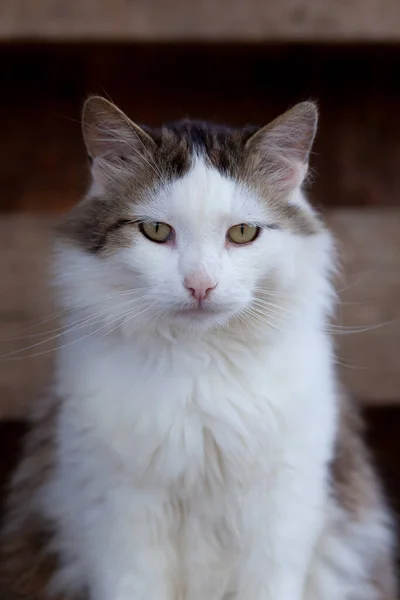 Vertikales Porträt Einer Weißen Flauschigen Katze Mit Grauen Ohren Sommer — Stockfoto