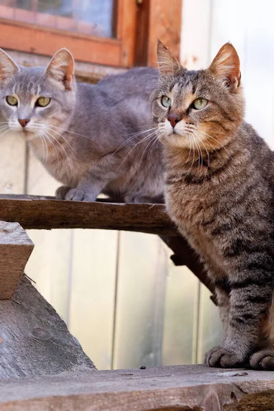Dwa Szare Paski Młode Kocięta Domowe Siedzące Latem Zewnątrz Drewnianej — Zdjęcie stockowe