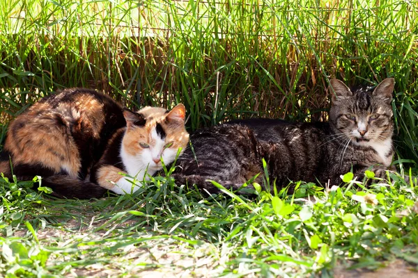 Two Cats Three Color Happy Striped Indignant Lie Green Grass — Stock Photo, Image