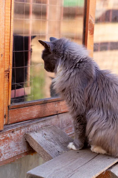 Foto Vertical Gato Peludo Fumegante Que Olha Para Seu Reflexo — Fotografia de Stock