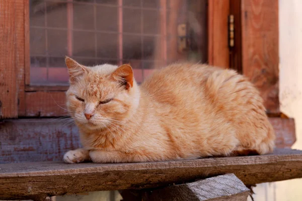 Gatto Strisce Rosse Trova Una Panchina Legno Vicino Alla Finestra — Foto Stock