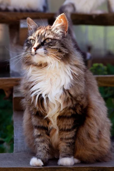 Ważny Długowłosy Siwy Kot Siedzi Patrzy Wsi Drewnianej Ławce Zewnątrz — Zdjęcie stockowe