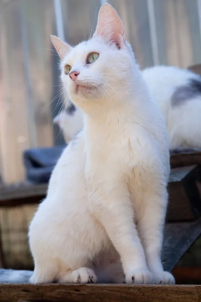 Blanco Lindo Gatito Pelo Corto Sienta Fondo Otro Gato Mira —  Fotos de Stock