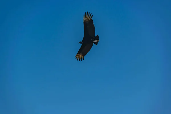 Bird Flying Sky — Stock Photo, Image