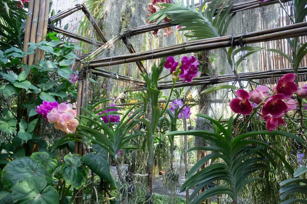 Kolorowe Orchidee Gospodarstwa Kawiarnia Przemysł Rolniczy Fotografia — Zdjęcie stockowe