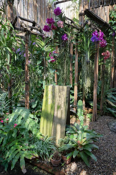Цветные Орхидеи Фермы Кафе Сельскохозяйственной Промышленности Фото Складе — стоковое фото