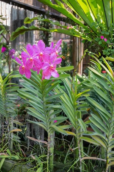 Barevná Orchidej Farma Kavárna Zemědělský Průmysl Stock Fotografie — Stock fotografie