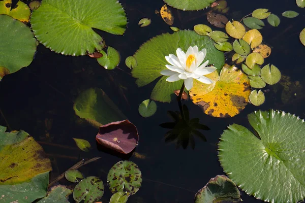 池の美しい白い蓮の花 — ストック写真