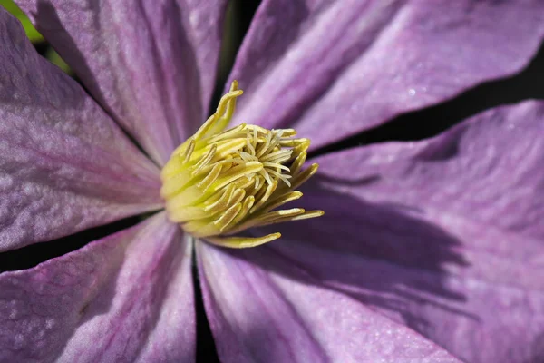 Macro Estigma Clematis Roxo Estame — Fotografia de Stock