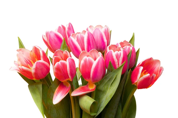 Flowers Background Bunch Red Fresh Beautiful Tulips Bouquet Isolated White — Stock Photo, Image