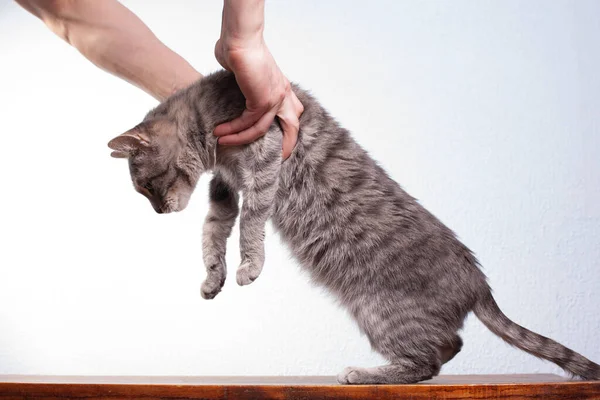Γκρι Ριγέ Κοντή Οικιακή Γάτα Σηκώνεται Από Τραπέζι Ανθρώπινα Χέρια — Φωτογραφία Αρχείου