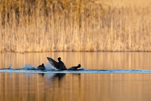 Pássaro Água Preta Eurasian Coot Fulica Atra Correndo Superfície Lagoa — Fotografia de Stock