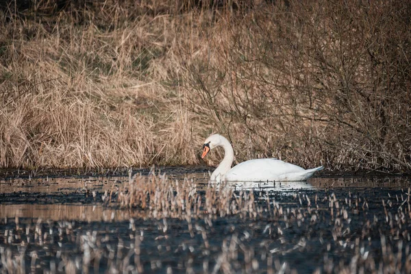 Łabędź Niemy Cygnus Olor Pływa Wiosną Stawie Czechy Europa Dzika — Zdjęcie stockowe