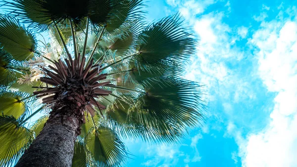 Palmera Coco Con Cielo Azul Hermoso Fondo Concepto Vacaciones Background —  Fotos de Stock