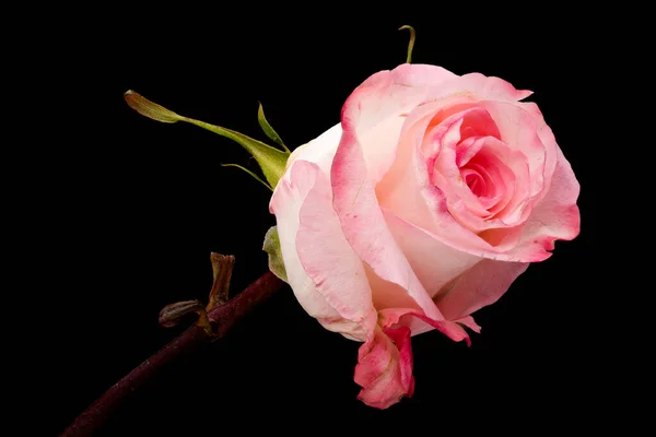 Schöne Rosa Rose Auf Schwarzem Hintergrund — Stockfoto