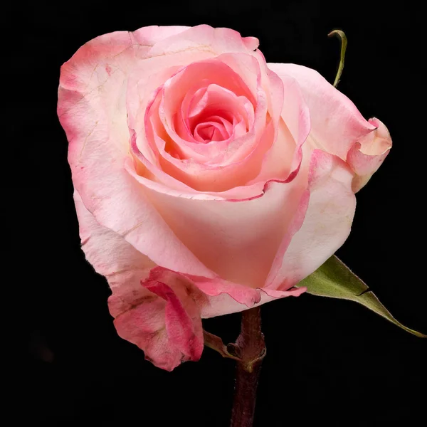 Schöne Rosa Rose Auf Schwarzem Hintergrund — Stockfoto