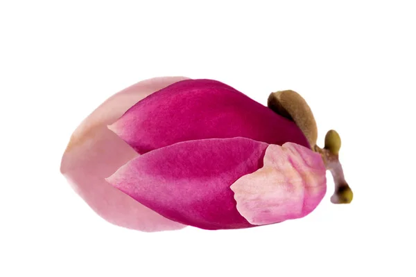 Bud Flower Pink Magnolia Isolated White Background Close — Stock Photo, Image