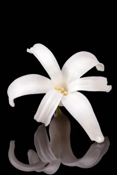 Enkele Lente Bloemen Van Witte Hyacint Geïsoleerd Zwarte Achtergrond Spiegel — Stockfoto