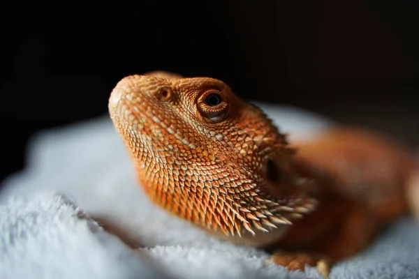 Makro Fotografie Krásné Oranžové Barvy Mladý Vousatý Drak Výběrovým Zaměřením — Stock fotografie