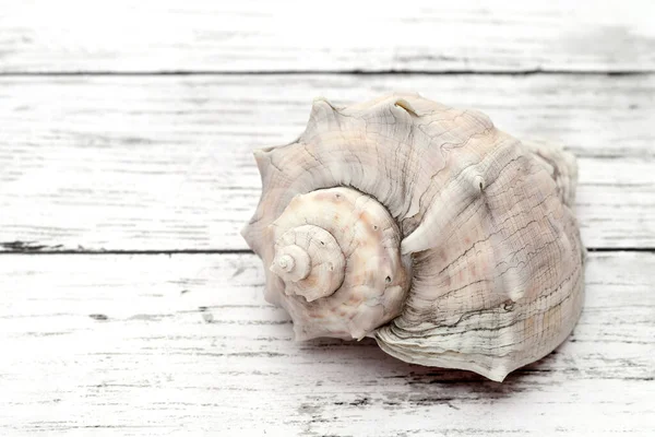 Gros Plan Coquillage Sur Une Table Bois Blanc — Photo