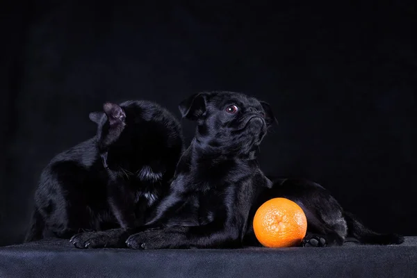 Μαύρη Γάτα Και Μαύρο Σκυλί Petit Brabancon Griffon Που Βρίσκεται — Φωτογραφία Αρχείου