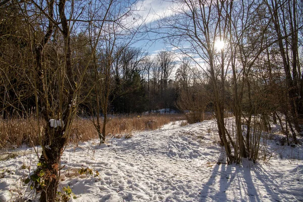 雪と木の美しい冬の風景 — ストック写真