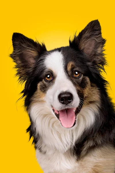 Retrato Lindo Perro Sobre Fondo Amarillo —  Fotos de Stock