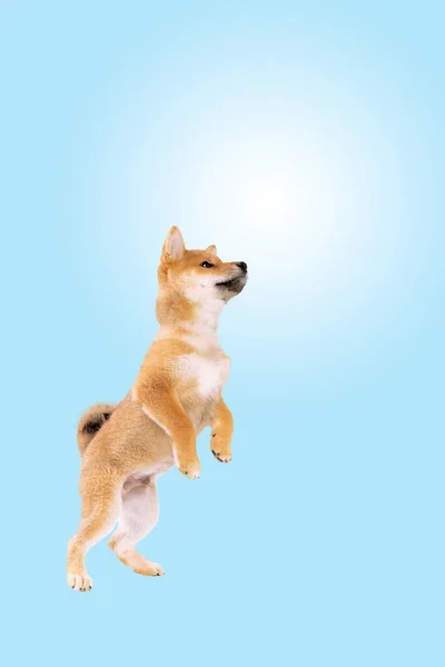 Симпатичная Собака Цветном Фоне — стоковое фото