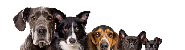 Lindo Perro Cachorro Aislado Sobre Fondo Blanco — Foto de Stock