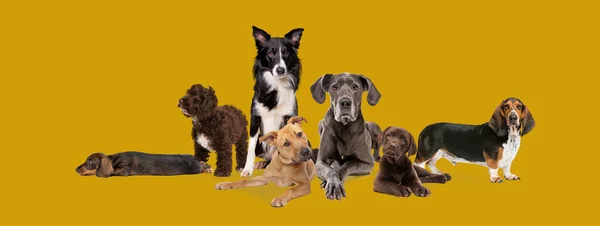 Group Cute Dogs Color Background — Stock Photo, Image